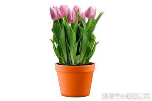 家中不宜养的花有哪些,家中旺财又养人的花有哪些