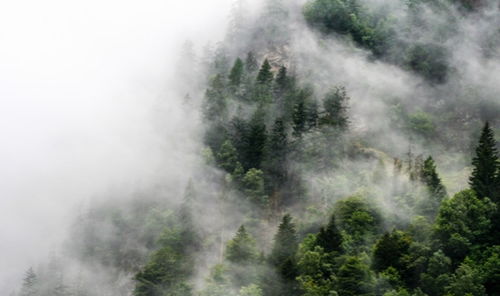 山林霸主和深山称霸所指的生肖是什么？