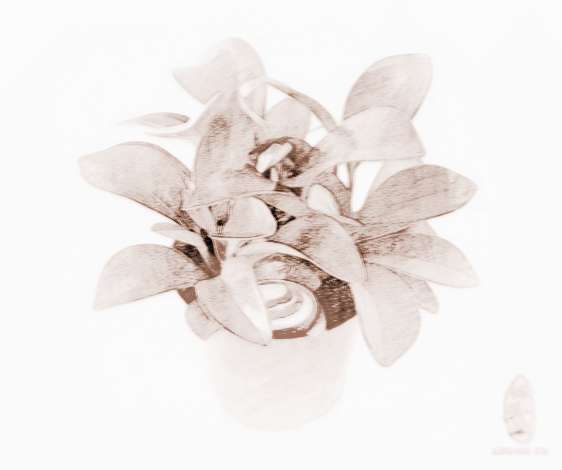 风水室内适合养菊花吗,家里Neng养菊花吗室内可yi养菊花吗