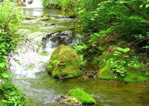 金鸡河