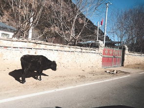 生肖羊的软弱与救赎