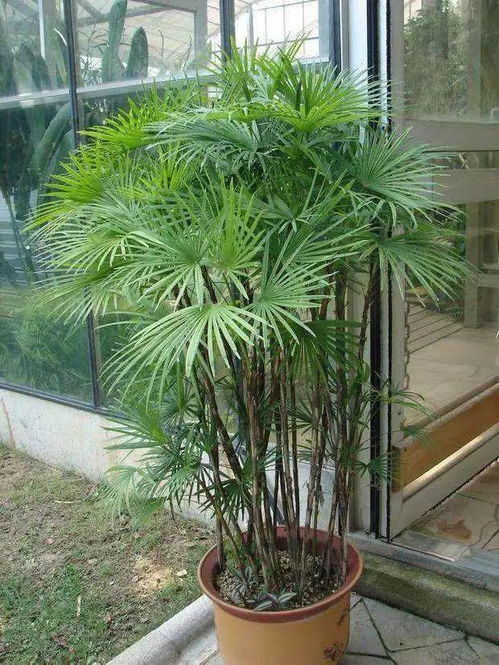 2. 植物的力量也不容忽视