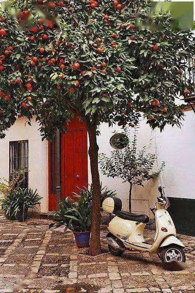 庭院种什么花风水好又旺财,风水庭院种什么好花