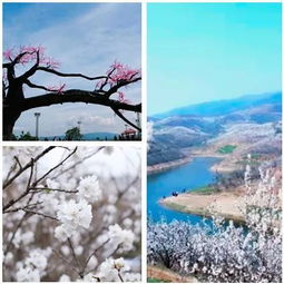 四、 探秘西乡樱桃沟，开启赏花季