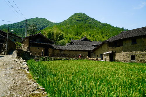 漫游徐岙：记忆与现实交错