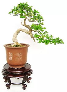 黄杨盆景适合家庭阳台种养吗,黄杨盆景适合家庭阳台种养吗