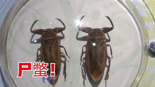 蚂蚁坟地的传说,蚂蚁坟地的传说