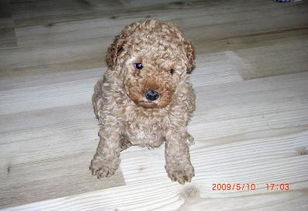 贵宾犬起个高档名字叫什么好呢？