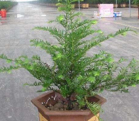 二、 实用功能：空气净化+气场调节+招财辟邪（全套）