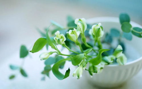 植物与风水：2026年最新玄学指南