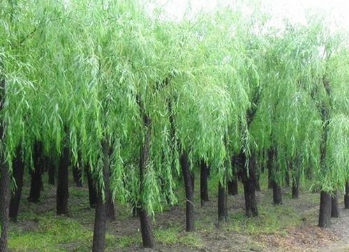 砍柳树对风水有好处吗？这是否会影响家居吉凶？