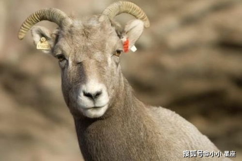 羊羊命运八字究竟如何改写，能变成一个的吗？
