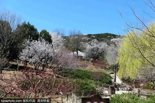 藏在白河茅坪镇的春日盛景， 值得你来一趟!