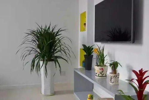 室内放植物风水好不好,室内放植物的风水