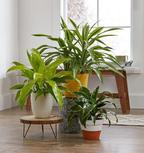 卧室种植什么植物好,卧室种植什么植物好