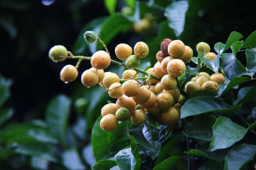 增城摘果：一场甜蜜的骗局？