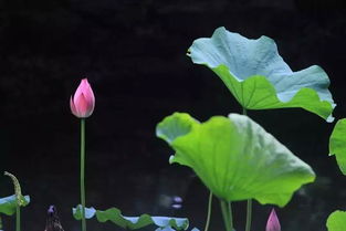 最佳赏花时节