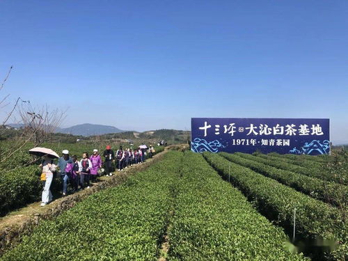 四、迷雾中的摄影机——技术手段与情感怎样交错？