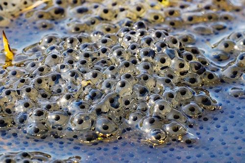 养虎皮的风水传说有哪些具体说法？