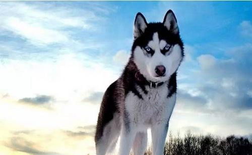 三、 风水实操指南：如何用摆件来抑制犬之嗷嗷叫声?