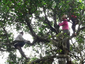 3. 茶道不仅是喝法：民族文化底蕴之旅不可错过环节