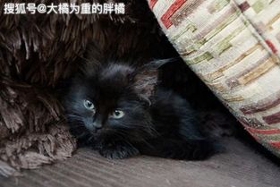 女人梦见被黑猫咬脚