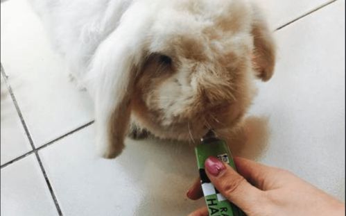 属兔的人：胆小者的噩梦