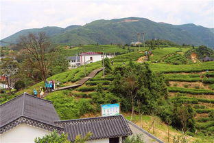 第六节：碁山茶园——茶叶背后的暗号与密码！?