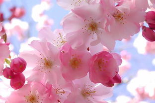1. 生肖与桃花运的秘密联系