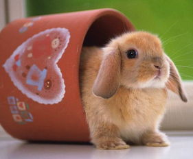 兔兔の风水玄学大揭秘！2026年养兔必看の暴富指南