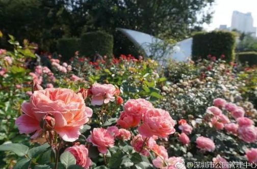 牡丹园——花中之王还在睡觉吗？