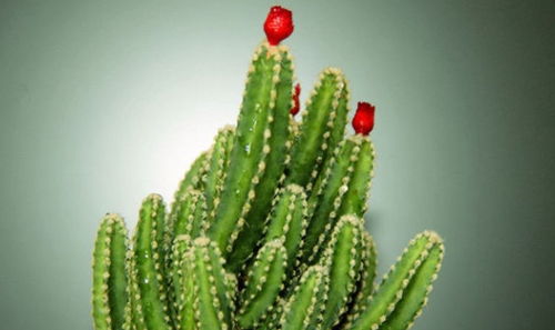 第五节：生肖与植物的奇妙化学反应