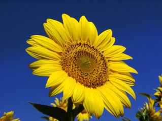 6. 人间向日葵精转世
