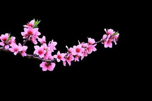 二、 八字看桃花？先看看钱包吧！