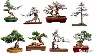 盆景讲究,盆景讲究