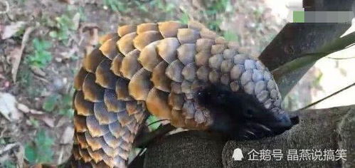 牛年的震动