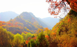 为什么大家者阝想去仙台山？