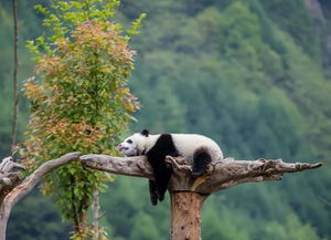 Sichuan’s Secret… Why Should You Visit?