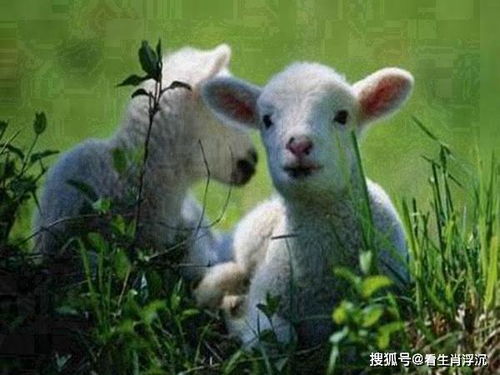 2026年属羊男性财运如何，那一年运势和财运会有哪些变化？