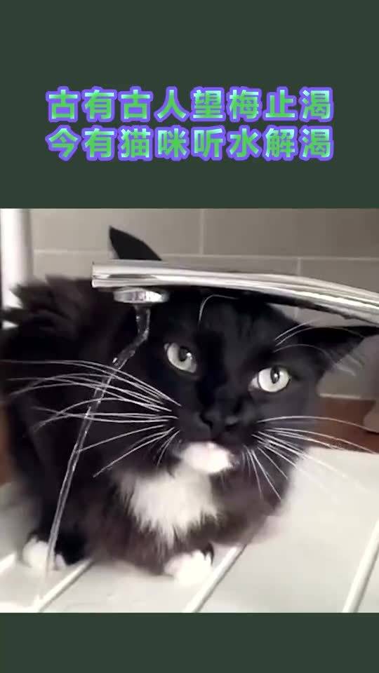 双子座：好奇心害死猫