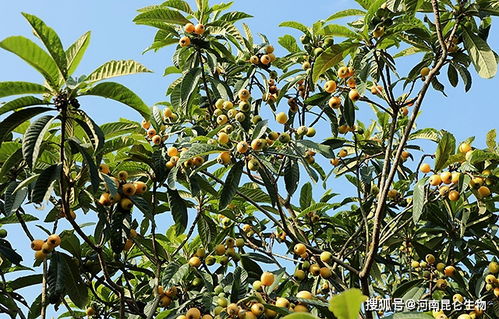 枇杷树种在后院好不好,后院种枇杷树风水