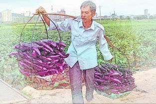 Zuo梦梦见吃茄夹预示着什么吉凶？周公解梦茄夹的含义是什么？