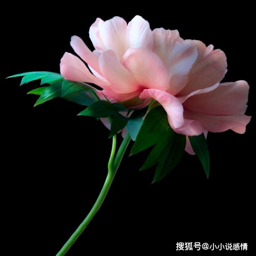 哪一年是当牛做马的生肖年？当牛做马的女生是什么意思？