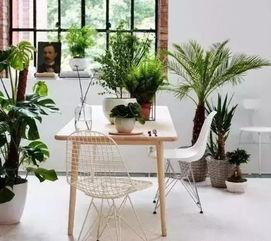 4. 多养些绿色植物