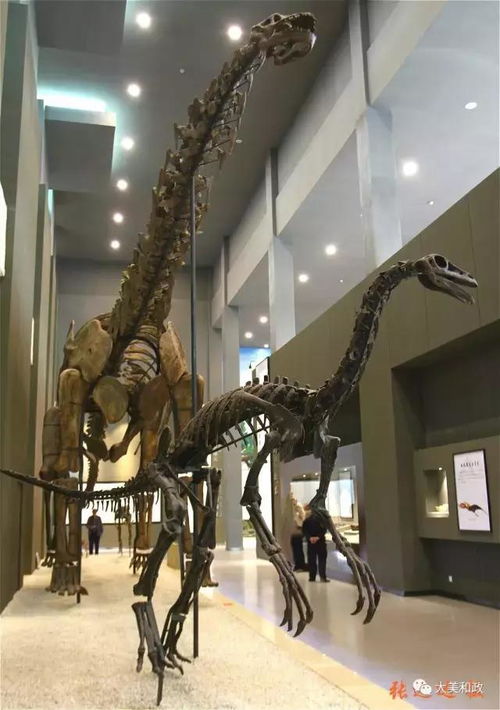 2. 二号展览馆：铲齿象与巨鬣狗的争霸史
