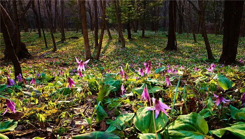 星宿与七色之谜