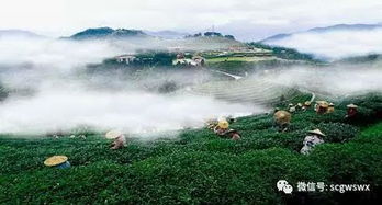 云顶山的前世今生：一个被诅咒的仙境