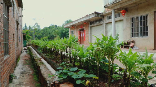 农村风景好的地方,新农村小景观