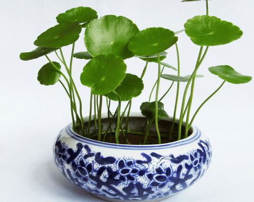 1. 铜钱草：钱没招来，虫子倒是招了一堆