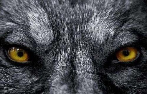 属鼠人的恐惧与直觉